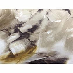 CORAL-11