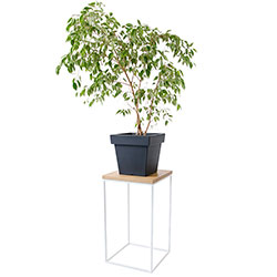 Фото Підставка металева під квіти Юкка Біла Натуральне дерево (4010379)